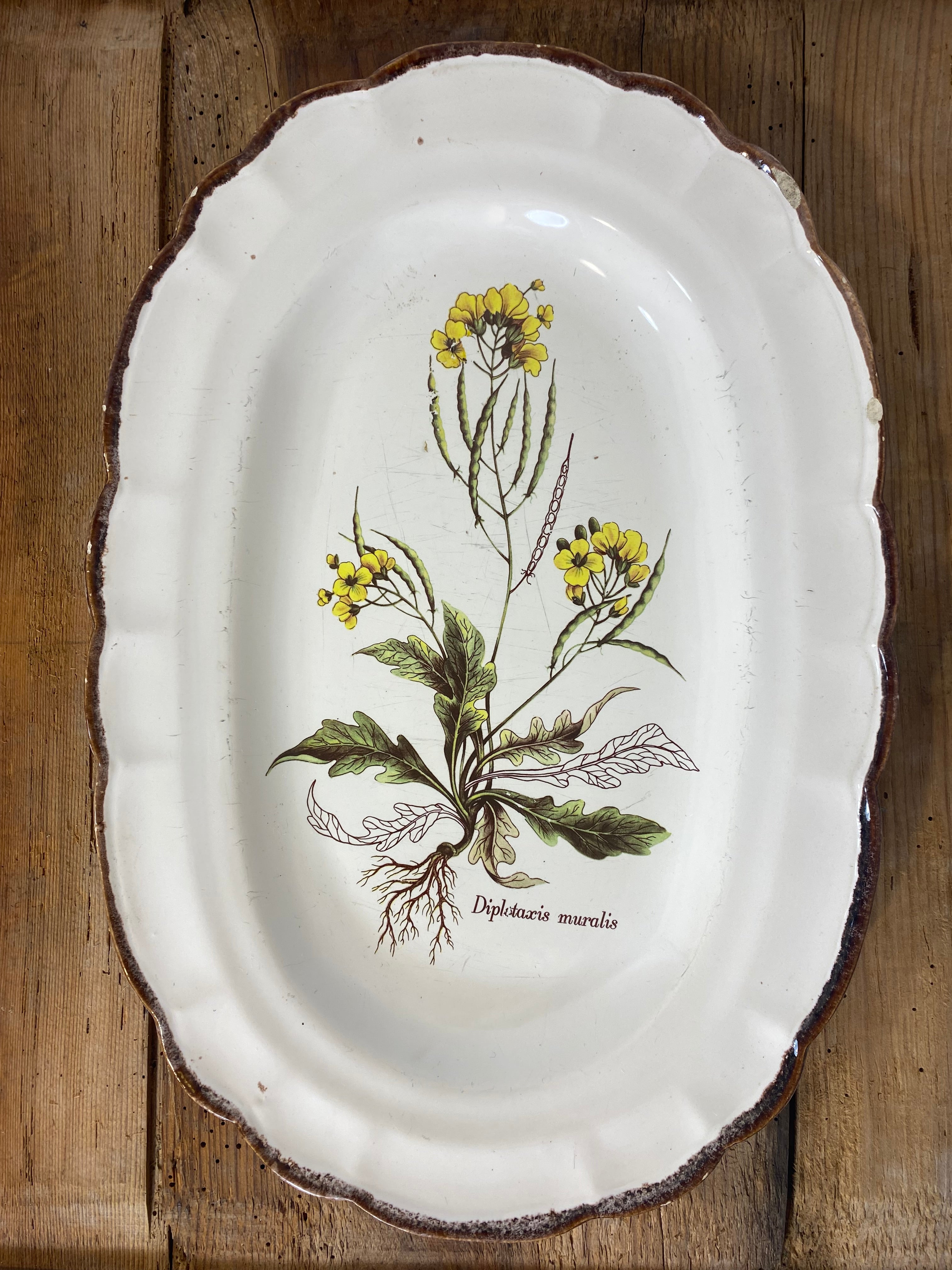 Vintage French Botanical Faïence Platter – "Diplotaxis muralis" — photo 1