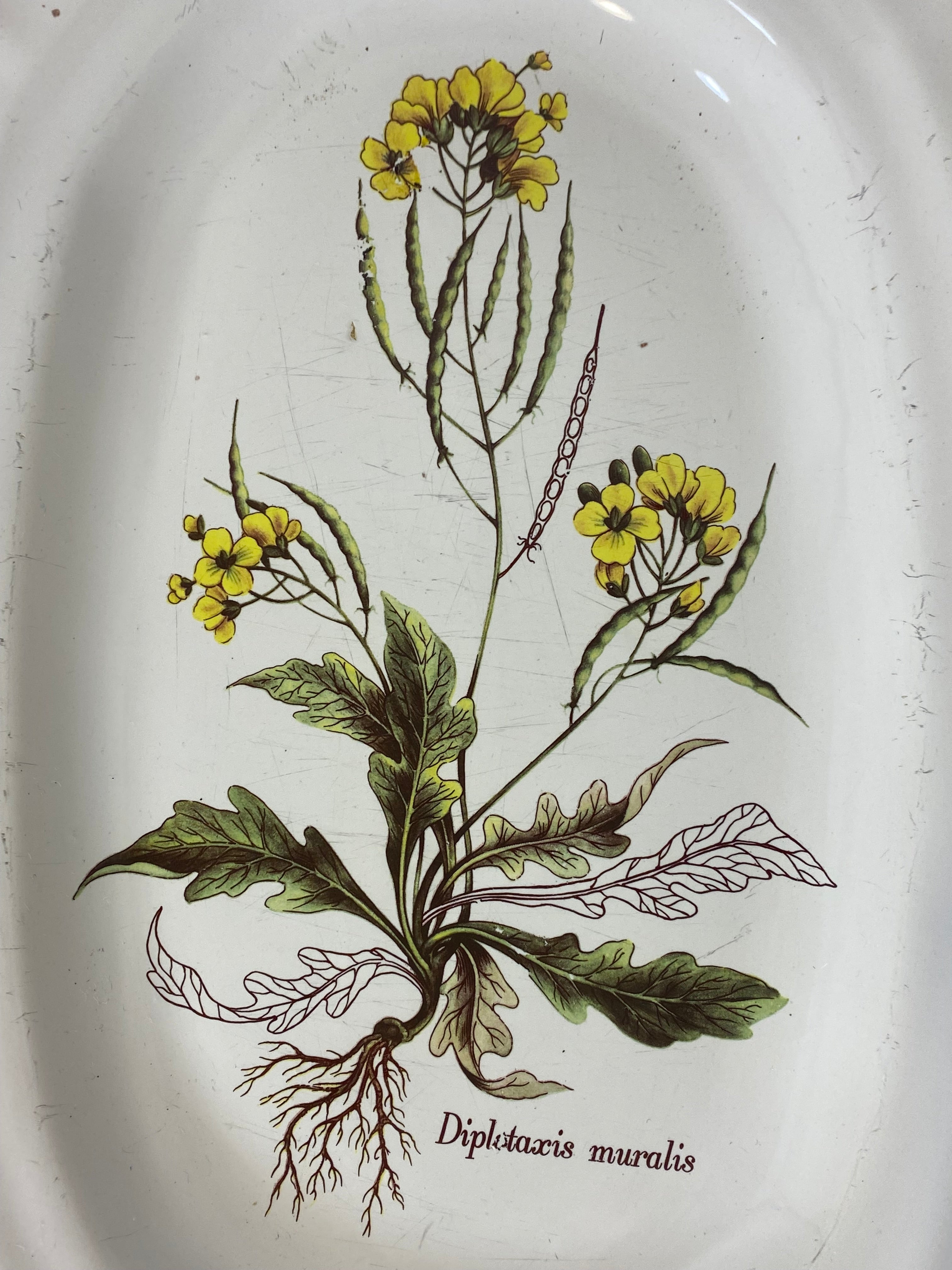 Vintage French Botanical Faïence Platter – "Diplotaxis muralis" — photo 2