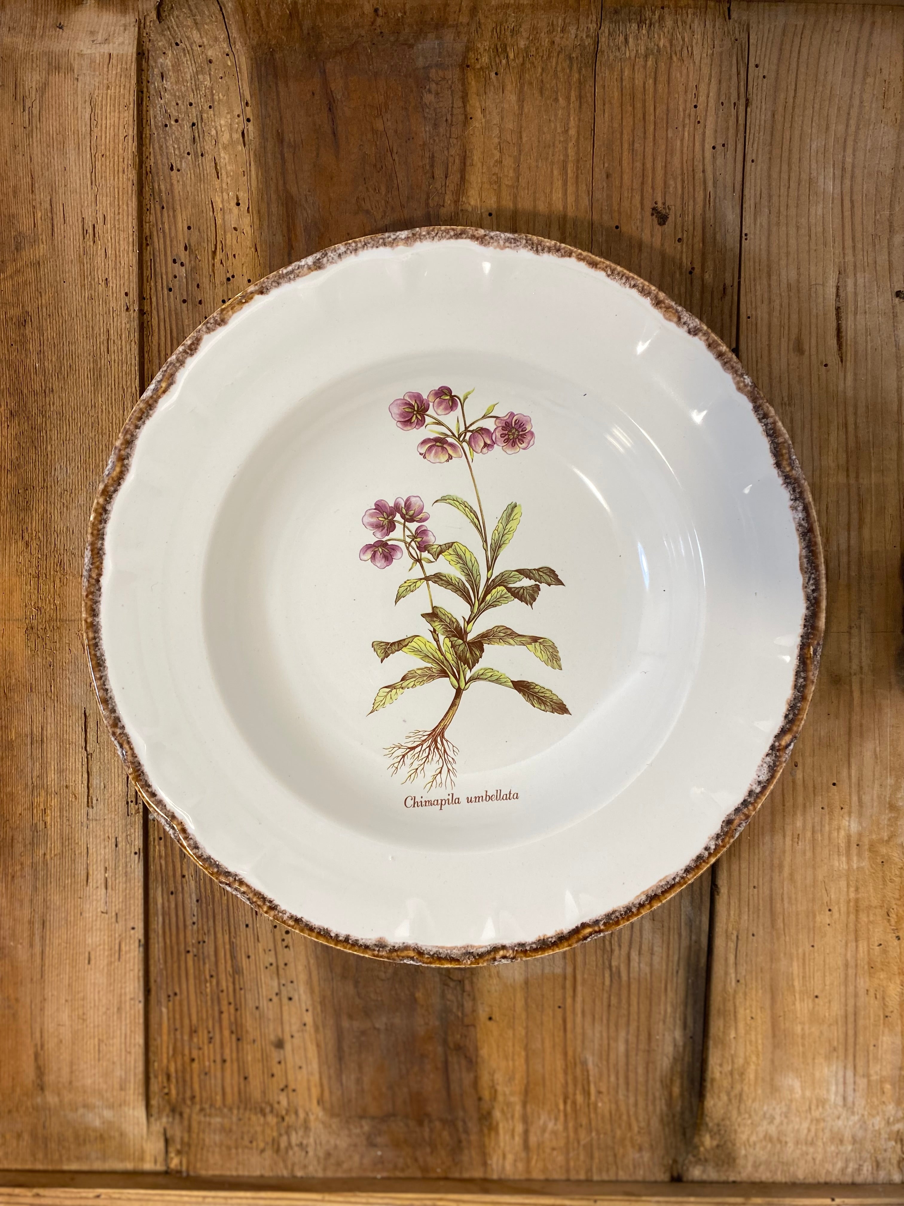 Set of 5 Vintage French Botanical Soup Plates by ADP Table – Provencal Flora — photo 5